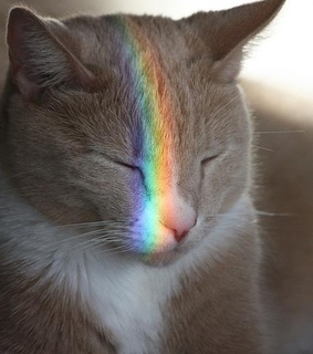 adorable, animals and cat