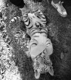 amazing, animals and b&w