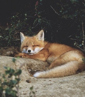 fox, kit and natural
