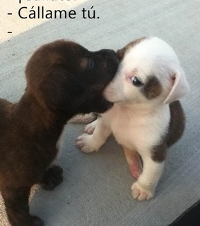 amor, cachorros and desamor