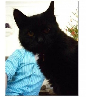 cats, dogs and funny