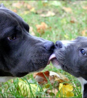 adorable, animals and cute