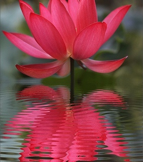 beautiful, colors and flower