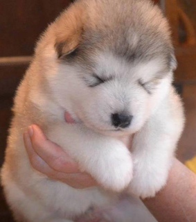 animals, baby and cute