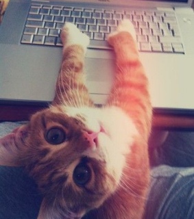 adorable, animal and animals