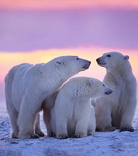 animals, bear and christmas