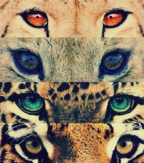 animals, eyes and lion
