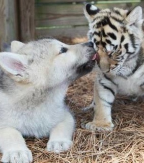 animals, aww and cute