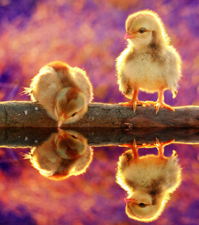 amazing, animals and black