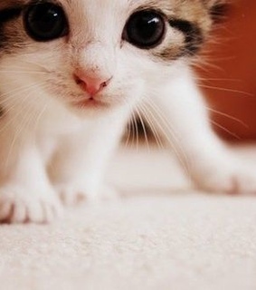 adorable, animal and animals