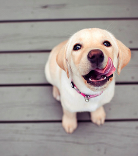 animals, cute and dog