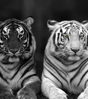 animals, beautiful and couple