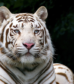 animals, feline and siberian