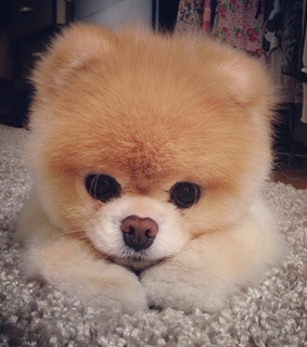 adorable, animals and beautiful