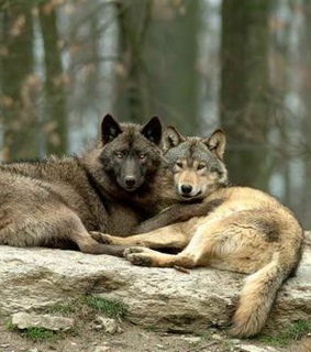 animals, cute and forest