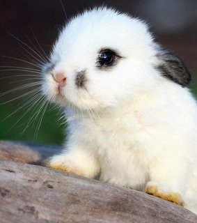 adorable, animal and animals