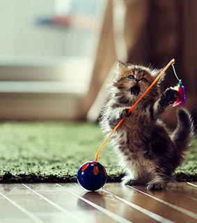 adorable, animal and animals