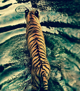 animals, beautiful and cat