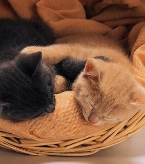 adorable, animals and cat