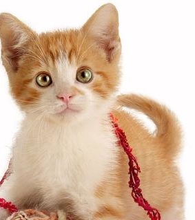 adorable, animals and cat