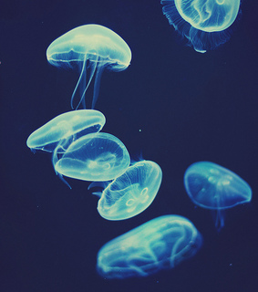 beautiful, blue and jellyfish