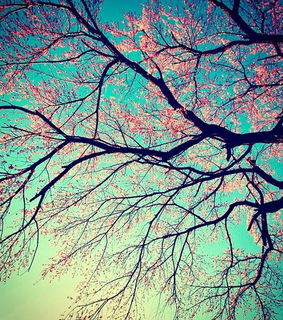 carols, christmas and christmastree