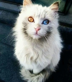 bicolor, blue and cat