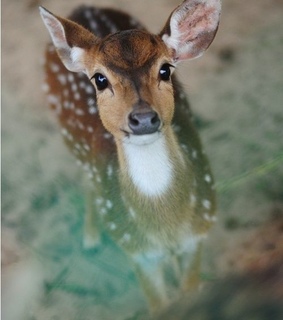 carols, christmas and christmastree