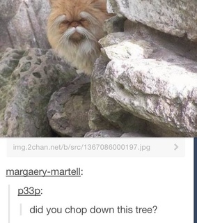 books, cat and dr suess