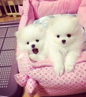 animales, cute and dogs