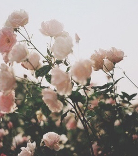 amazing, art and automn