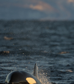 free, greenland and happy