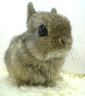 animal, animals and beautiful