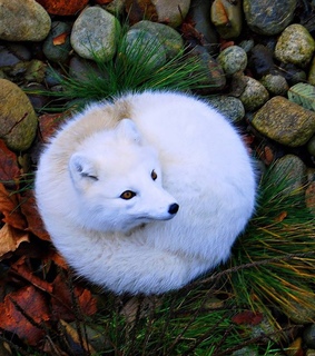 animals, beautiful and earth