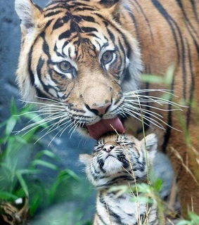 animals, baby and cute