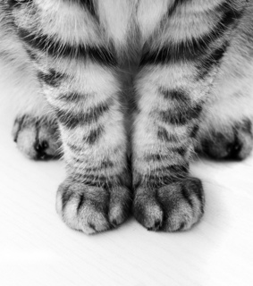 animal, animals and cat