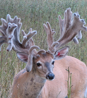 animals, grunge and hipster