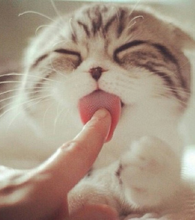 animal, animals and cat