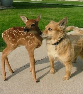 animals, cute and dog