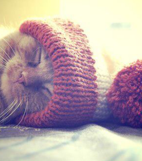 animals, cat and cutie