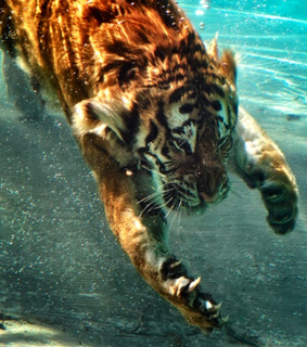 animal, animals and love