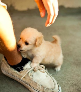 animals, cute and dog