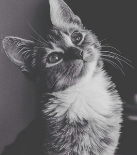 alternative, animal and animals