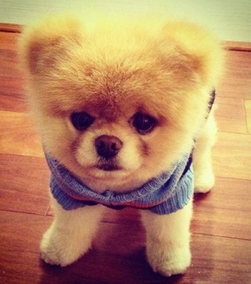 adorable, animals and dogs