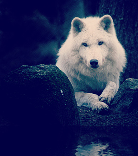 animals, beautiful and nature