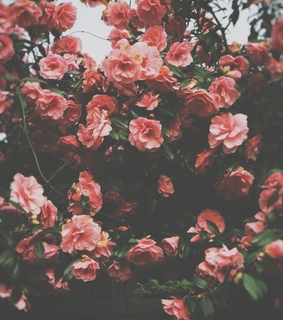 flowers, garden and green