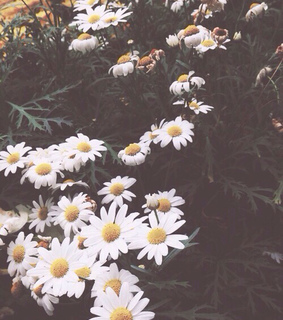 flowers, garden and green