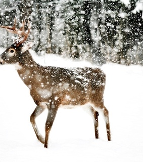 animal, animals and deer