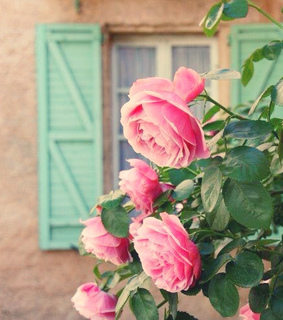 dreamy, floral and flowers