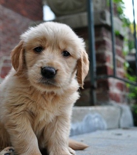 adorable, animals and cute